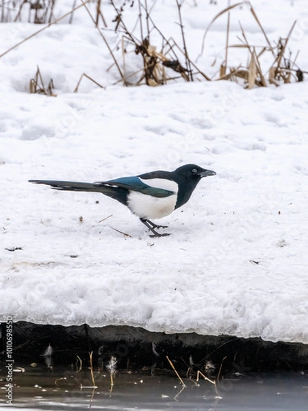Fototapeta Eurasian magpie on ice