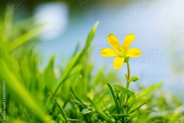 Fototapeta Little yellow flower on green grass with bokeh background, selective focus