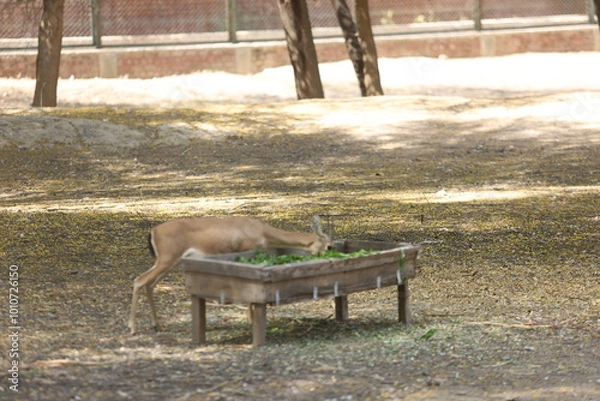 Fototapeta deer in the forest