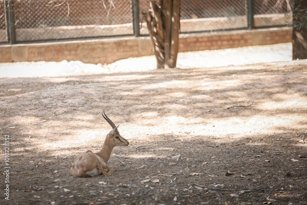 Fototapeta goat in the zoo