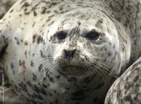 Fototapeta Harbor Seal