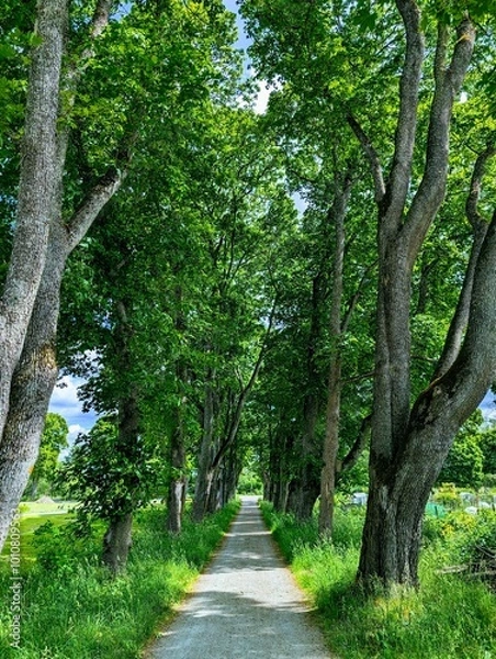 Obraz road in the forest