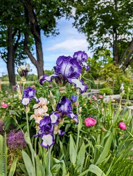 Obraz flowers in the garden