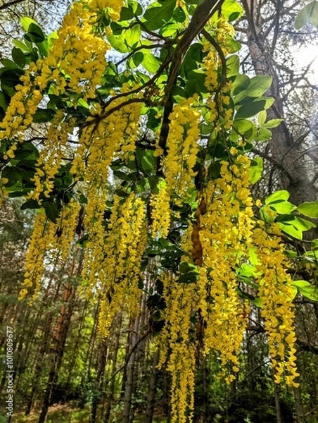 Obraz Flowers and trees