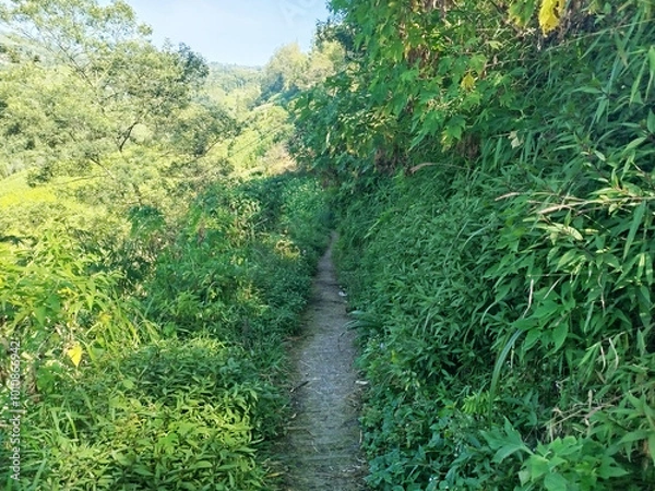 Obraz road with mountain background. rural road in mountain area with many trees which is cool and fresh