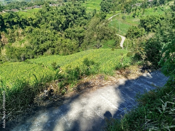 Obraz road with mountain background. rural road in mountain area with many trees which is cool and fresh