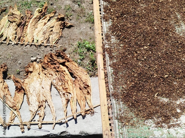 Obraz chopped slices of dry tobacco leaves that are being dried in the hot sun