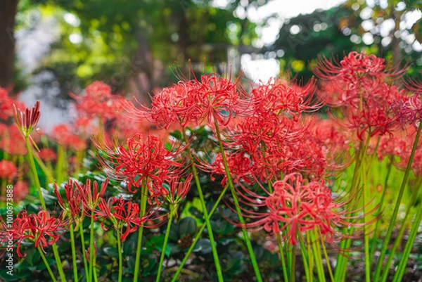 Fototapeta 【リコリス】秋に咲く真っ赤な彼岸花
