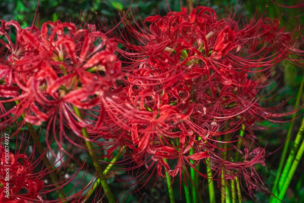 Fototapeta 【リコリス】秋に咲く真っ赤な彼岸花