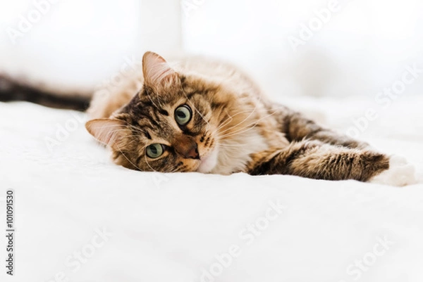 Obraz Grey cat lying on bed