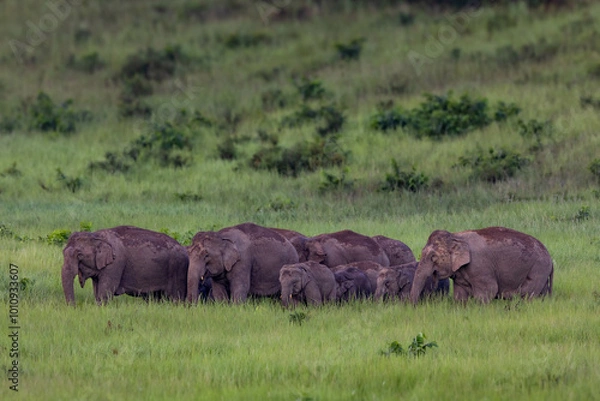 Obraz elephants in the wild