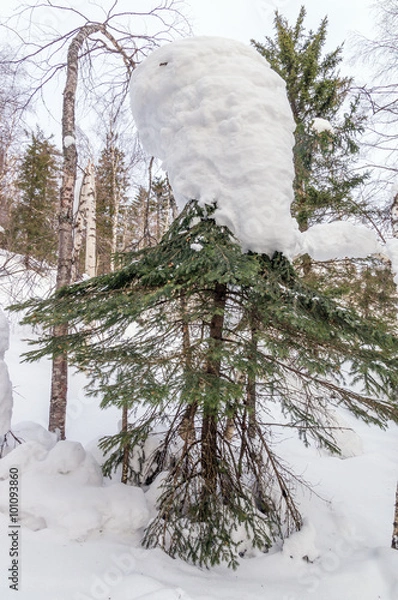 Obraz Снеговая шапка на верхушке елки.