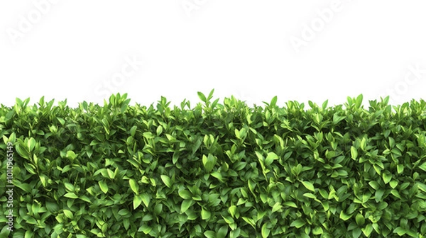 Fototapeta Tall trimmed green hedge fence  isolated on transparent background, , clipping paths for design and decoration