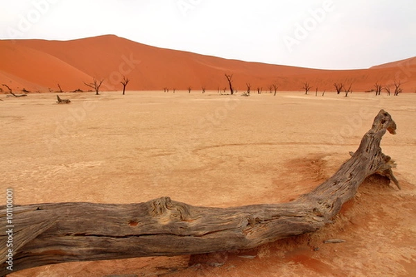 Fototapeta Sossusvlei: dead acacia trees in the Namib Desert, Namibia