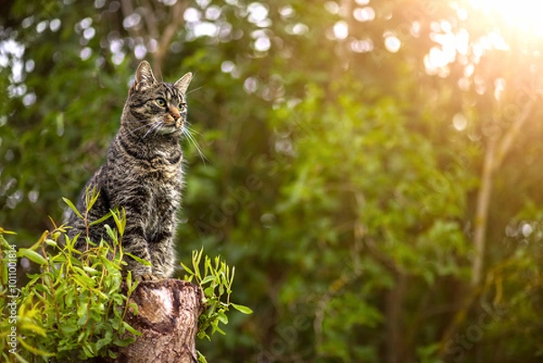 Obraz Pretty tabby cat sitting on a tree trunk and looking to the right. Outside in the sunny summer in the garden with trees