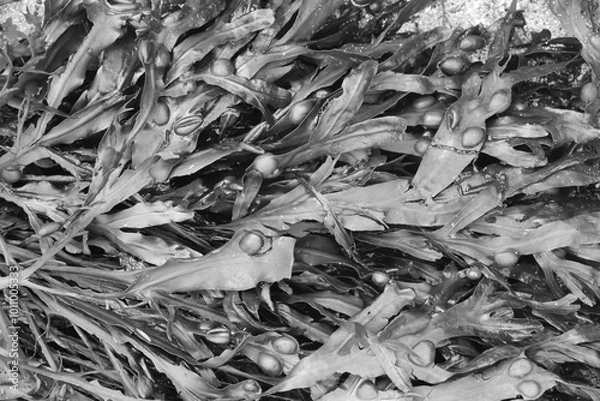 Fototapeta Full frame seaweed on beach in monochrome