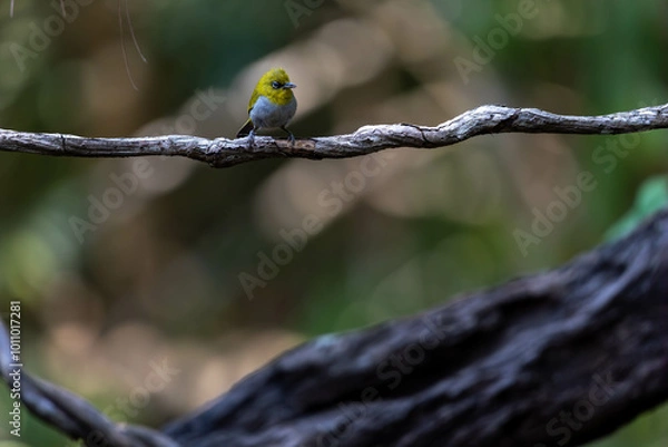 Obraz bird on a branch