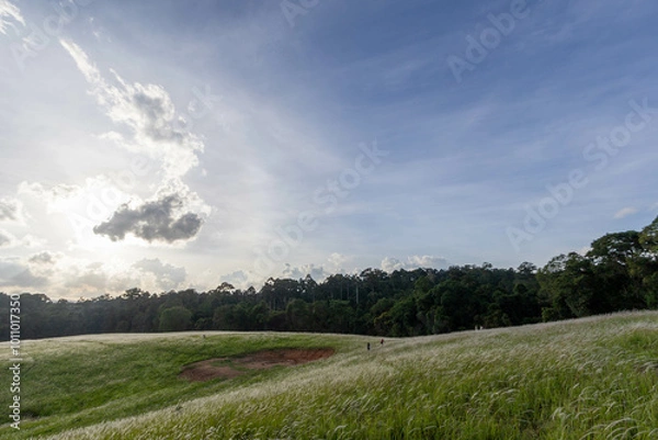 Obraz road in the field