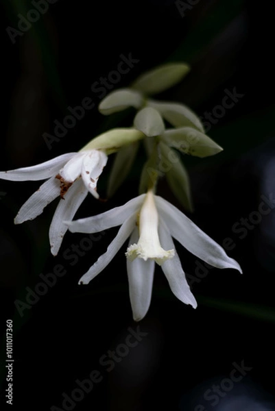 Obraz snowdrop flower