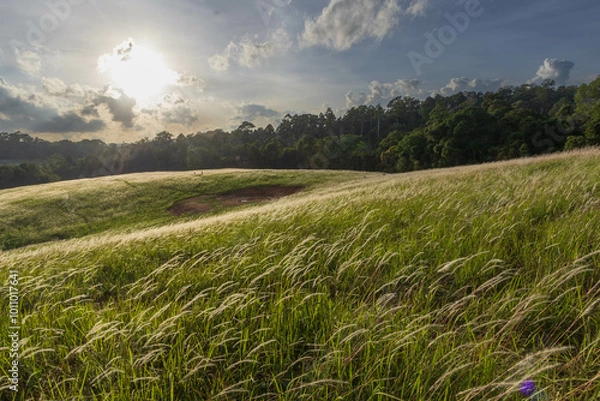 Obraz field and blue sky