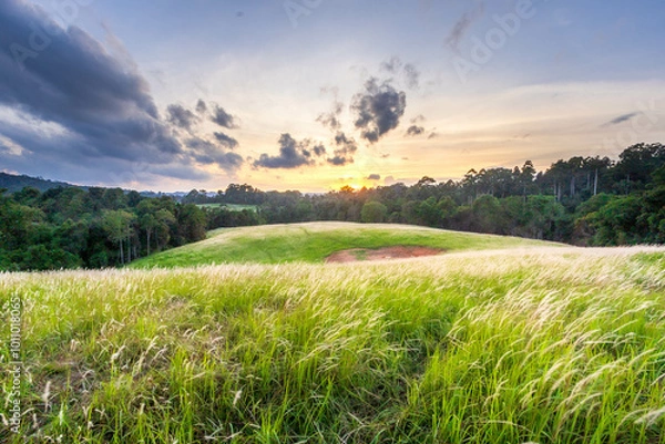 Obraz landscape with grass and sky