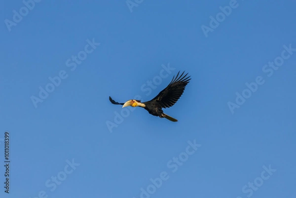 Obraz hornbill in flight