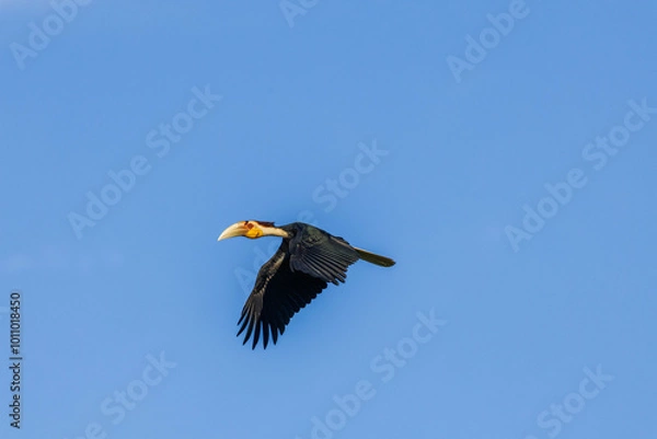 Obraz hornbill flying