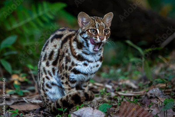 Obraz lynx in the grass