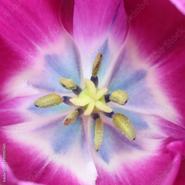 Fototapeta Full frame pink tulip flower