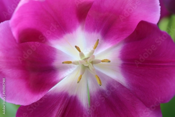 Obraz Full frame pink tulip flower