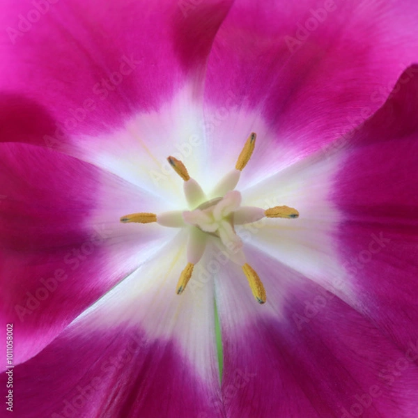Fototapeta Full frame pink tulip flower