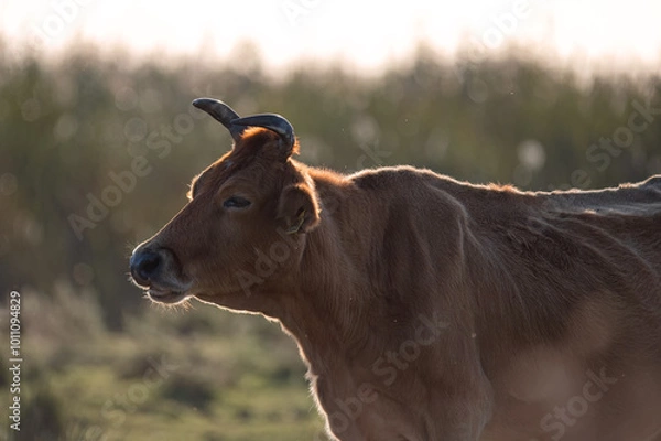 Fototapeta Authentic Cypriot cattle breed enjoying golden hour in a meadow