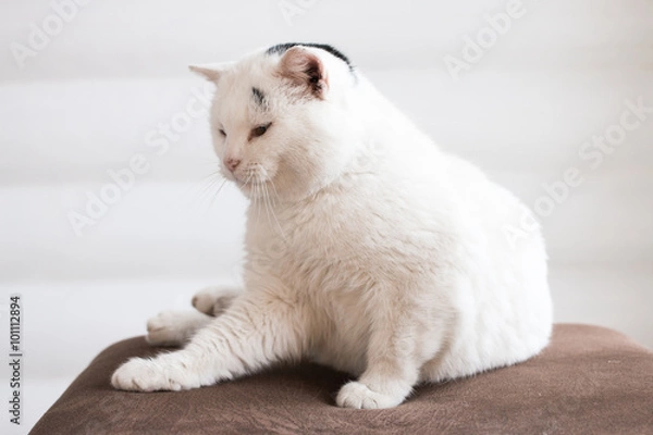 Obraz white fat cat sitting