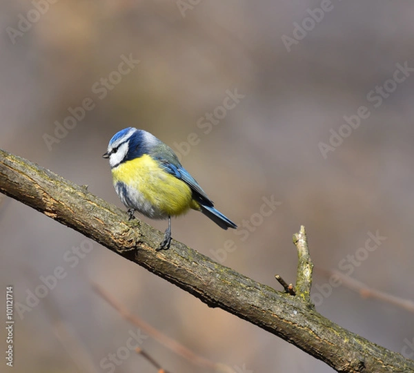 Fototapeta Cinciarella sul ramo che osserva