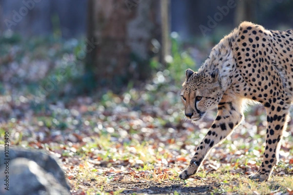 Obraz 獲物に狙いを定めるチーター