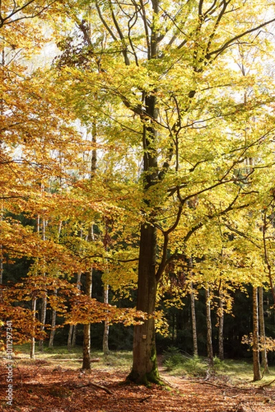 Obraz Golden colored tree in the autumn forest