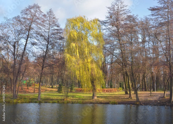 Fototapeta Yellowed willow and trees with fallen leaves on a lake shore in late autumn. Kyiv, Ukraine, Pushcha-Voditsa recreation zone.
