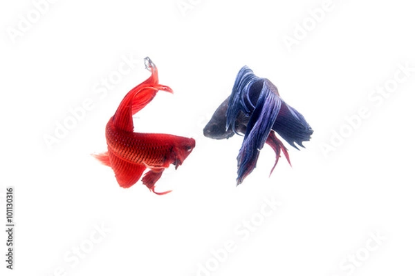 Obraz Red and blue betta fish, siamese fighting fish isolated on white
