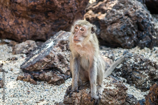 Obraz baboon sitting on the ground