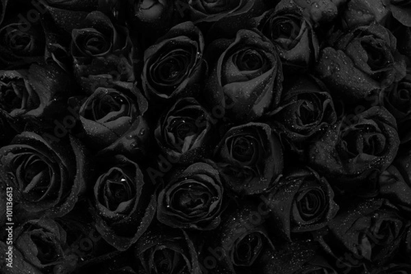 Obraz Black roses background with water drops