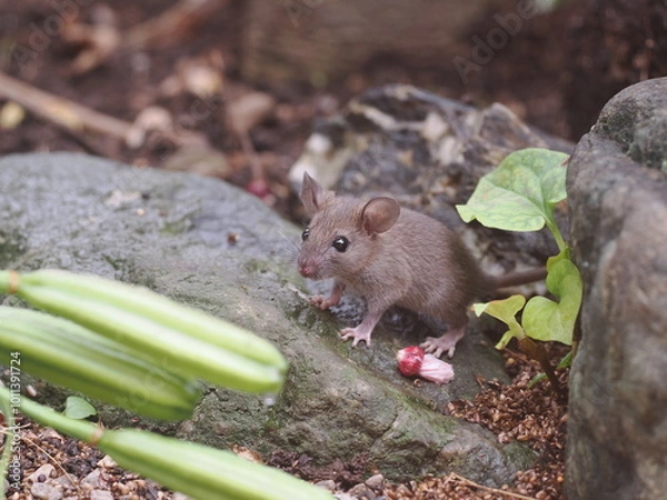 Obraz 佇むクマネズミの子供