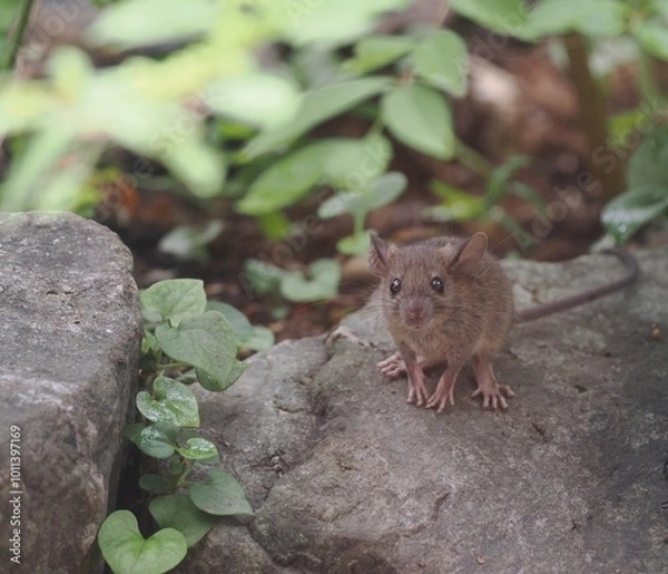 Obraz お座りする子ねずみ