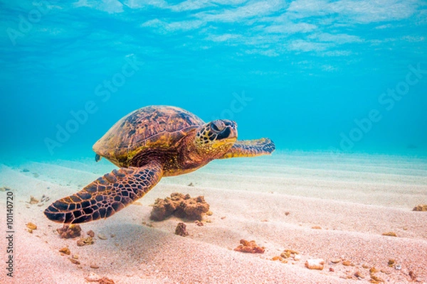 Fototapeta Zagrożone hawajskie rejsy żółwi z zielonego zielonego w ciepłych wodach Oceanu Spokojnego na Hawajach