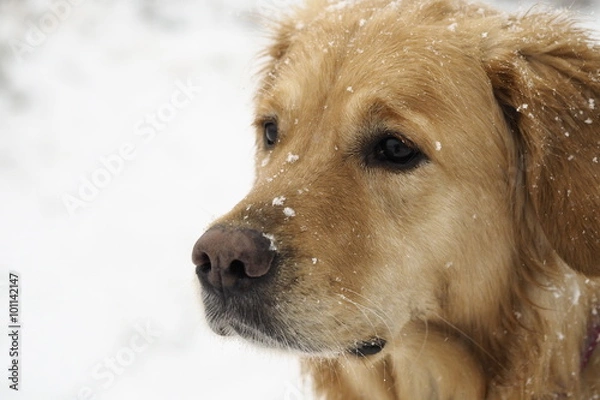 Obraz Golden Retriever Winterportrait