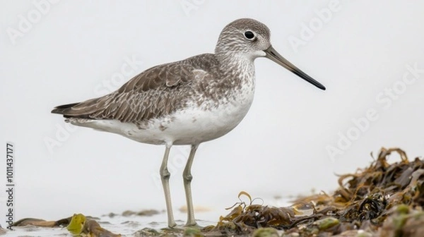Obraz Standing alone on the shore, a willet exhibits its elegant gray plumage and long beak, perfectly merging with the coastal landscape. This moment captures nature’s tranquility.