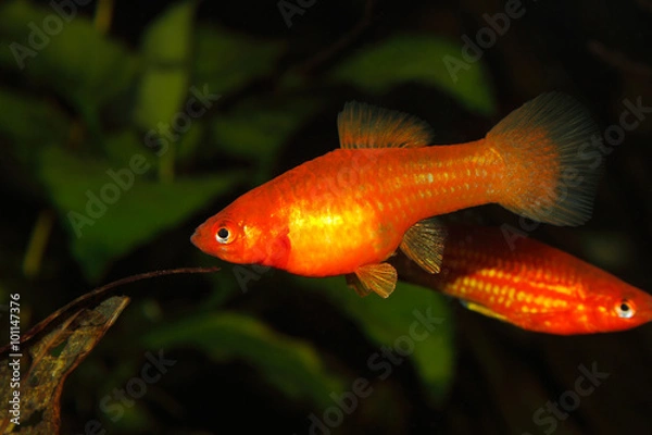 Fototapeta Swordtail (Xiphophorus hellerii)