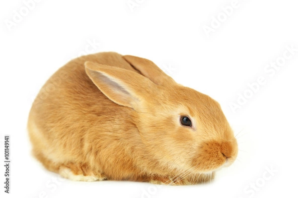 Obraz Young red rabbit isolated on white