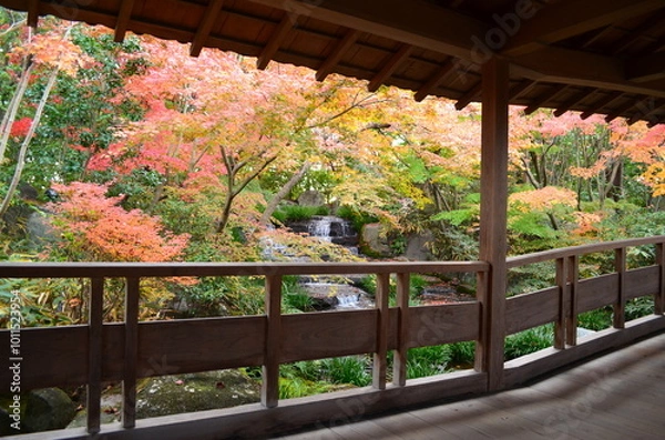 Fototapeta 【兵庫県】姫路市・好古園の紅葉