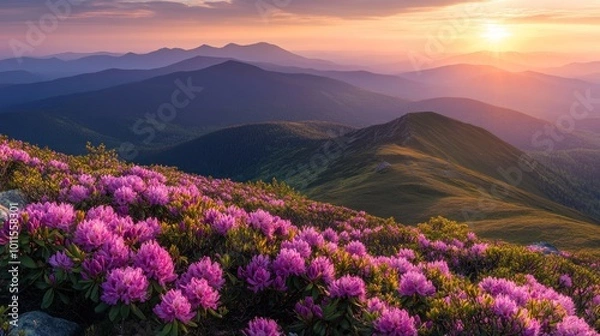 Obraz Sunrise Over Mountain Range with Blooming Rhododendrons