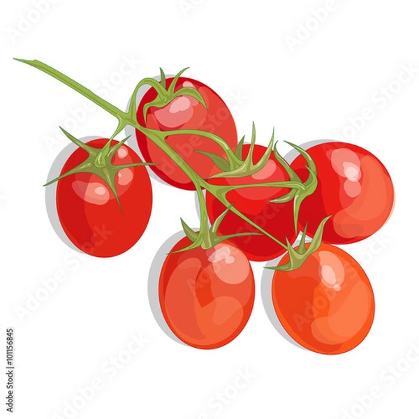Obraz Tomato isolated on white background